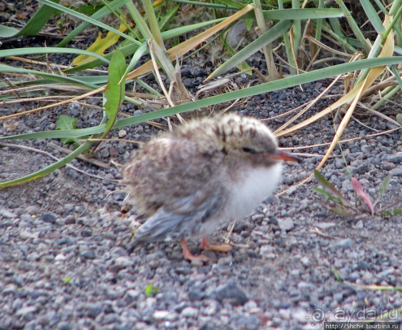 "Varud - varpland "-осторожно птицы ! Как правильно понять?