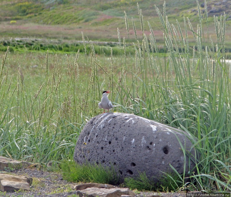 "Varud - varpland "-осторожно птицы ! Как правильно понять?