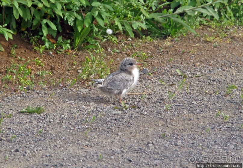 "Varud - varpland "-осторожно птицы ! Как правильно понять?
