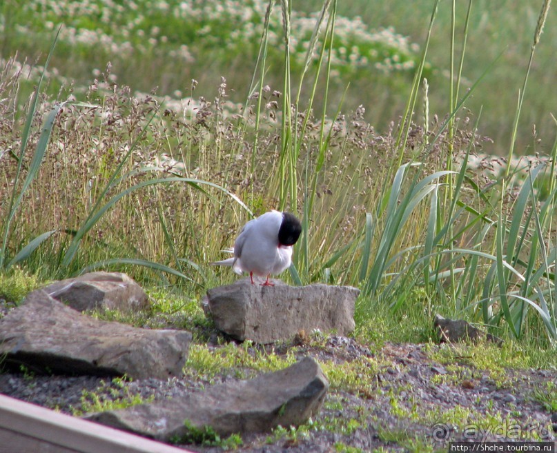 "Varud - varpland "-осторожно птицы ! Как правильно понять?