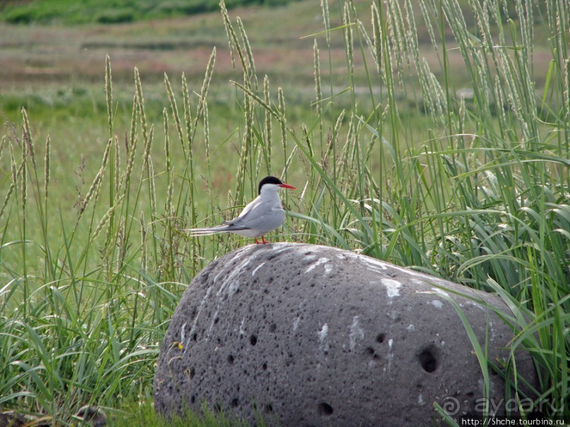 "Varud - varpland "-осторожно птицы ! Как правильно понять?