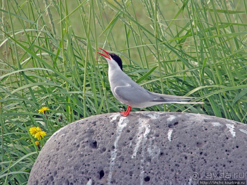 "Varud - varpland "-осторожно птицы ! Как правильно понять?