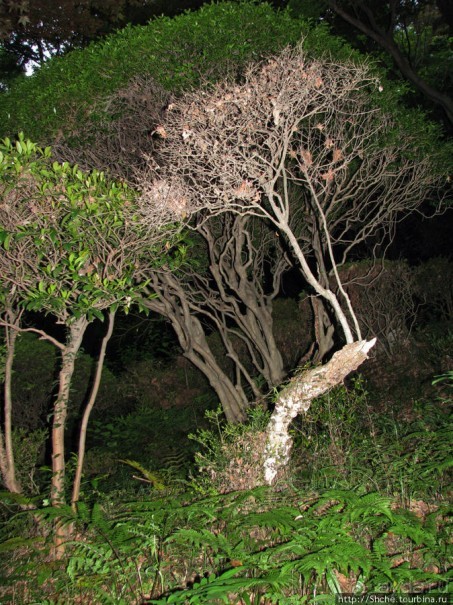 Второе посещение храма Utsutsu, сумерки...