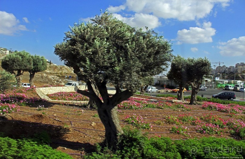 Палестина: земля олив и виноградников. Объект ЮНЕСКО №1492