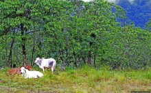 N.P. Cayambe-Coca — горы, реки, водопады. Дорога в облаках