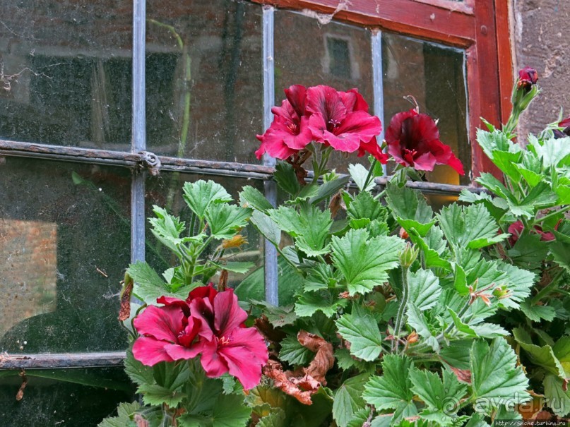 Фламандский «Бегинаж» в Левене (объект ЮНЕСКО номер 855-011)