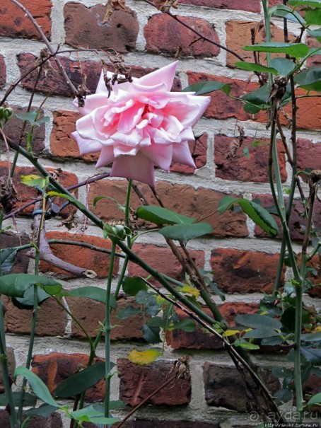 Фламандский «Бегинаж» в Левене (объект ЮНЕСКО номер 855-011)