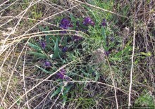 Живописный гранитный карьер у села Чаусово