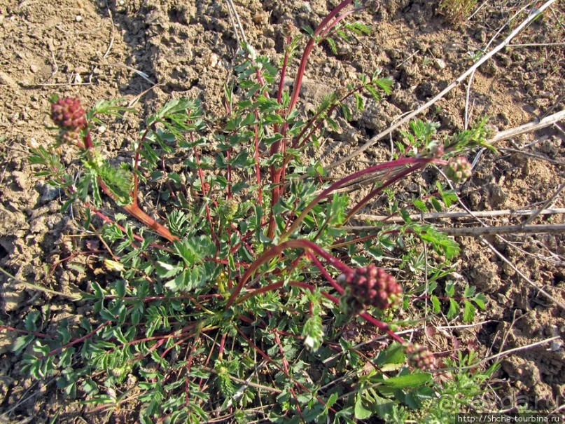 Живописный гранитный карьер у села Чаусово