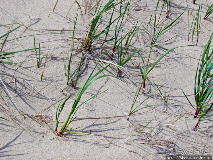 Бескрайние песчаные пляжи Кейп-Кода