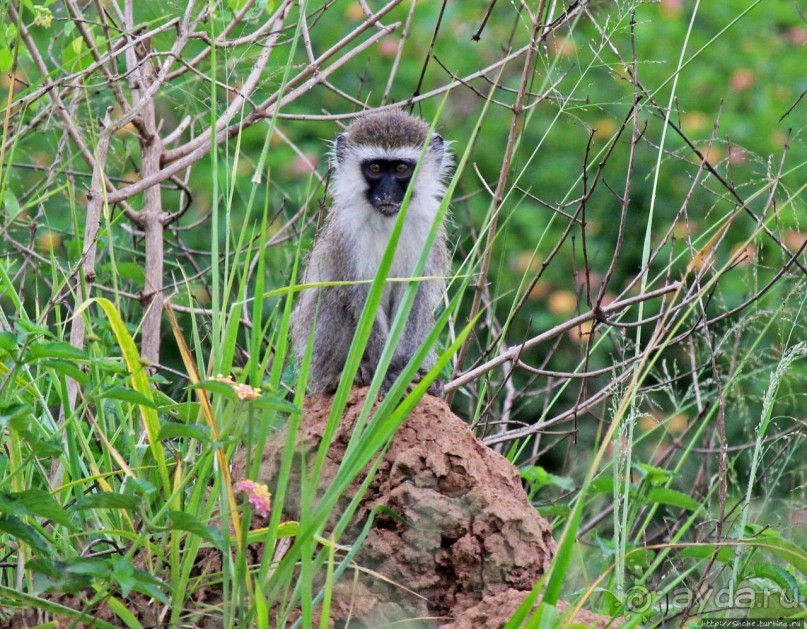 Многообразие Уганды, или все, что мы успели за восемь дней