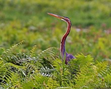 Многообразие Уганды, или все, что мы успели за восемь дней