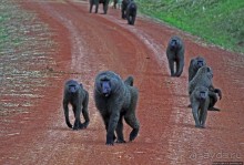 Многообразие Уганды, или все, что мы успели за восемь дней