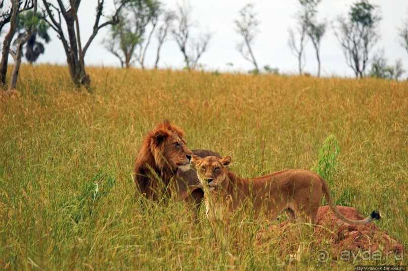 Многообразие Уганды, или все, что мы успели за восемь дней