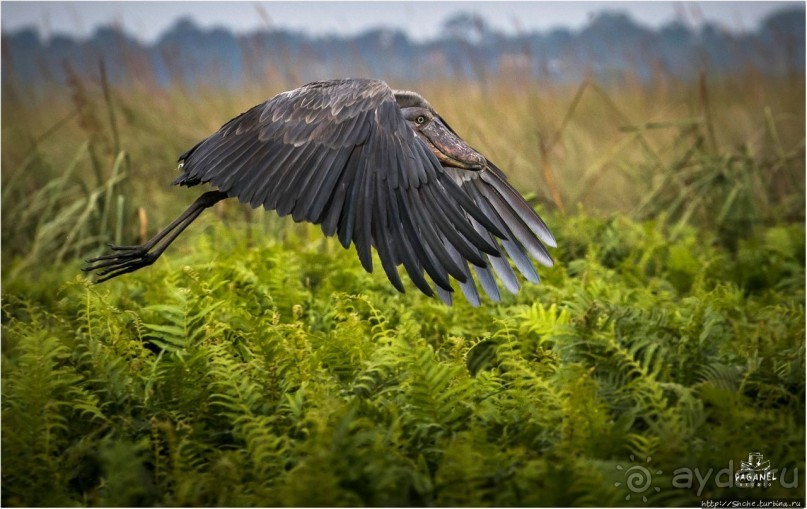 Многообразие Уганды, или все, что мы успели за восемь дней