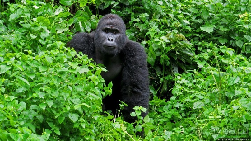 Многообразие Уганды, или все, что мы успели за восемь дней