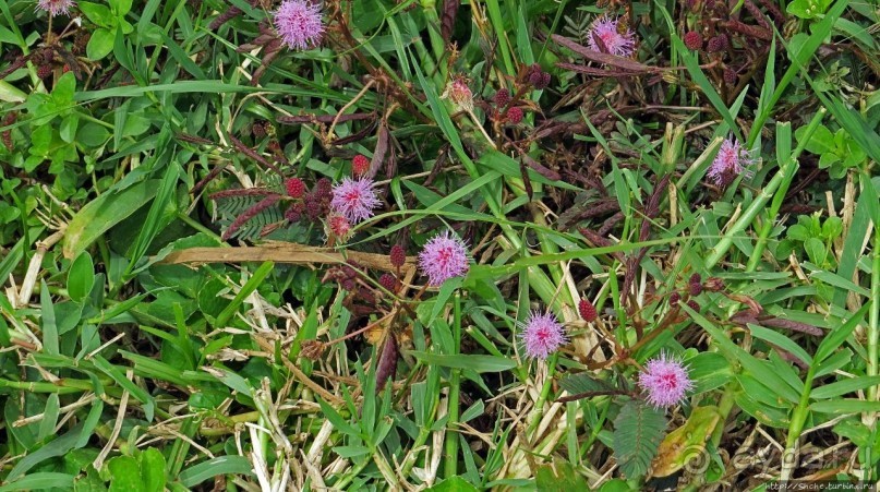 Многообразие Уганды, или все, что мы успели за восемь дней