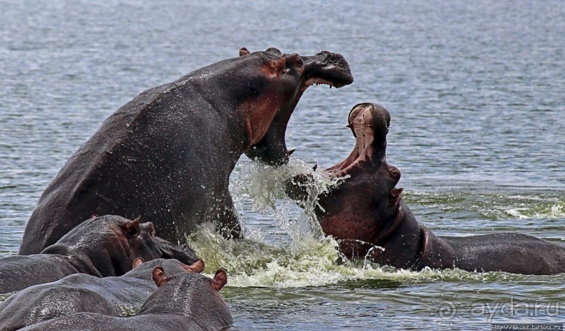 Многообразие Уганды, или все, что мы успели за восемь дней