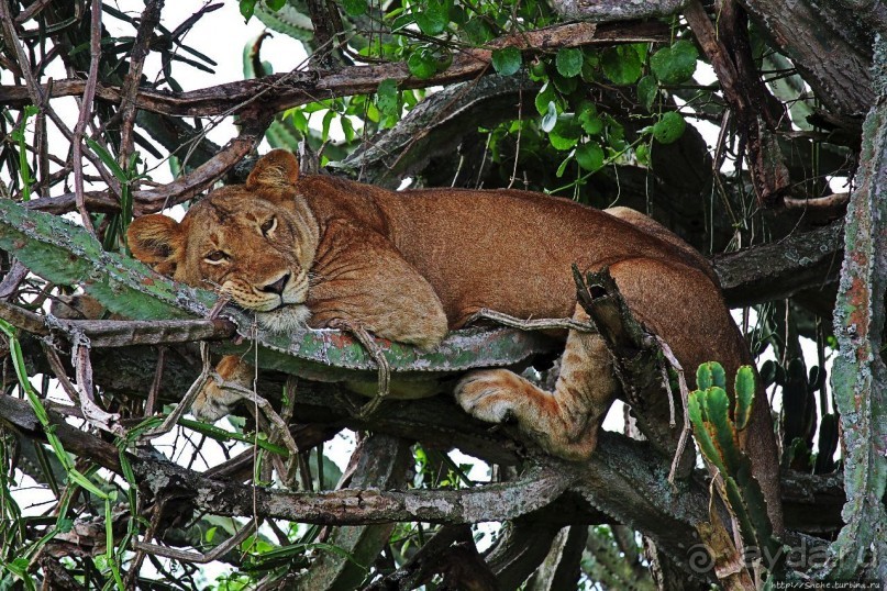 Многообразие Уганды, или все, что мы успели за восемь дней
