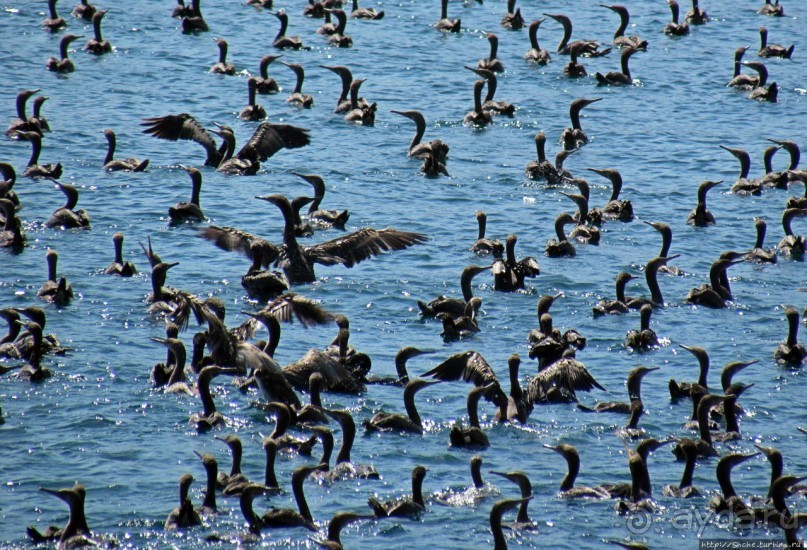Стандартная морская прогулка вдоль полуострова Мусандам