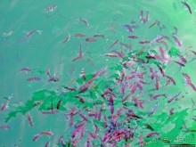 Стандартная морская прогулка вдоль полуострова Мусандам