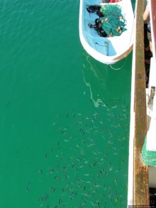 Стандартная морская прогулка вдоль полуострова Мусандам