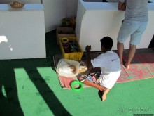 Стандартная морская прогулка вдоль полуострова Мусандам