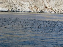 Стандартная морская прогулка вдоль полуострова Мусандам