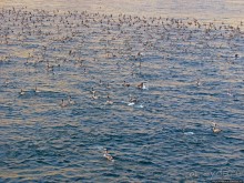 Стандартная морская прогулка вдоль полуострова Мусандам