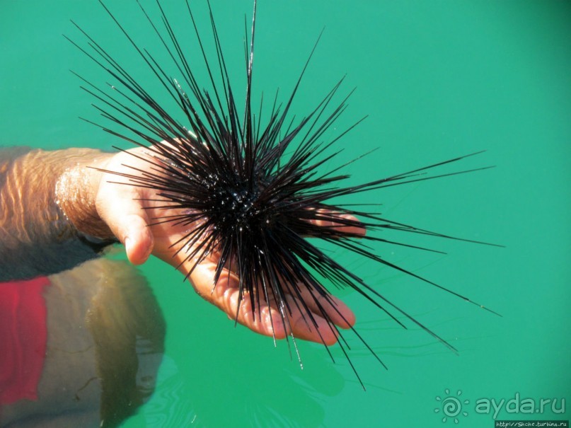 Стандартная морская прогулка вдоль полуострова Мусандам