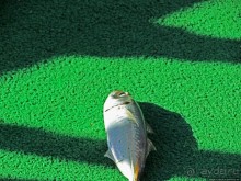 Стандартная морская прогулка вдоль полуострова Мусандам