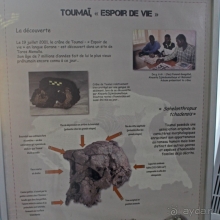 Национальный музей Чада и "тумай" — старейшая самка-гоминоид