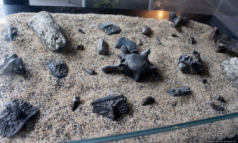 Национальный музей Чада и "тумай" — старейшая самка-гоминоид