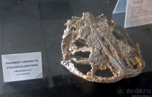 Национальный музей Чада и "тумай" — старейшая самка-гоминоид