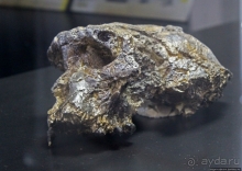 Национальный музей Чада и "тумай" — старейшая самка-гоминоид