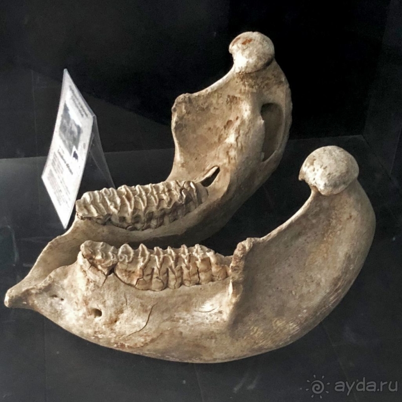 Национальный музей Чада и "тумай" — старейшая самка-гоминоид