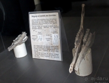 Национальный музей Чада и "тумай" — старейшая самка-гоминоид