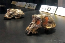 Национальный музей Чада и "тумай" — старейшая самка-гоминоид