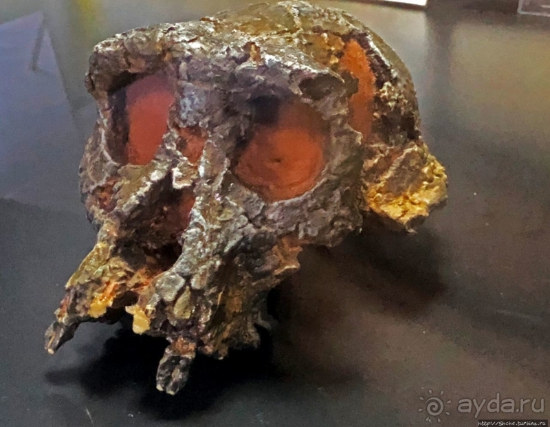 Национальный музей Чада и "тумай" — старейшая самка-гоминоид