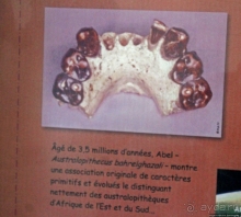 Национальный музей Чада и "тумай" — старейшая самка-гоминоид