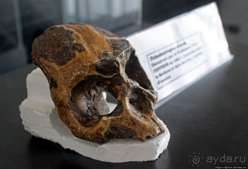 Национальный музей Чада и "тумай" — старейшая самка-гоминоид