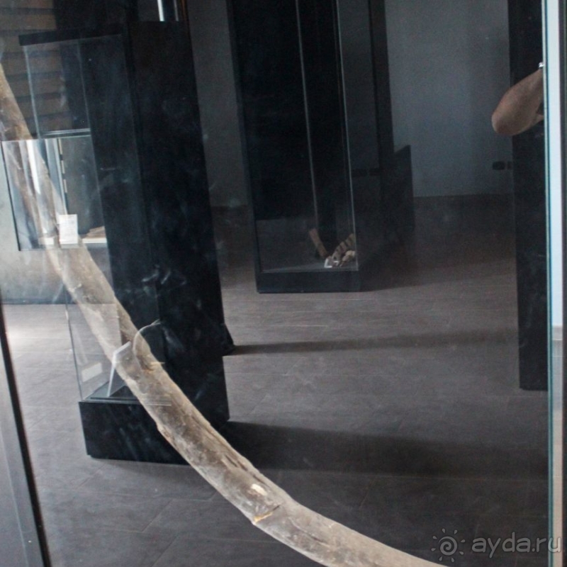 Национальный музей Чада и "тумай" — старейшая самка-гоминоид