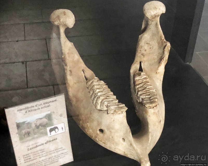 Национальный музей Чада и "тумай" — старейшая самка-гоминоид