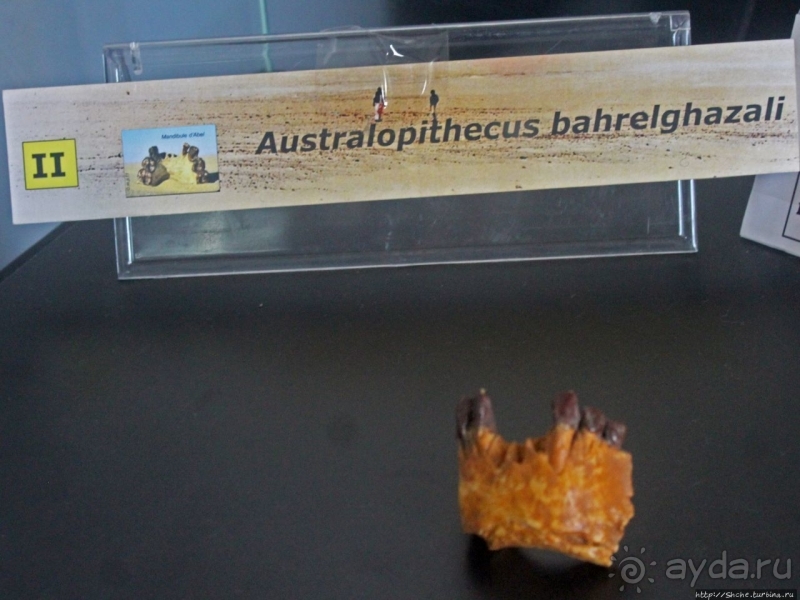 Национальный музей Чада и "тумай" — старейшая самка-гоминоид