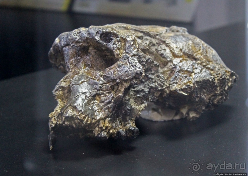 Национальный музей Чада и "тумай" — старейшая самка-гоминоид