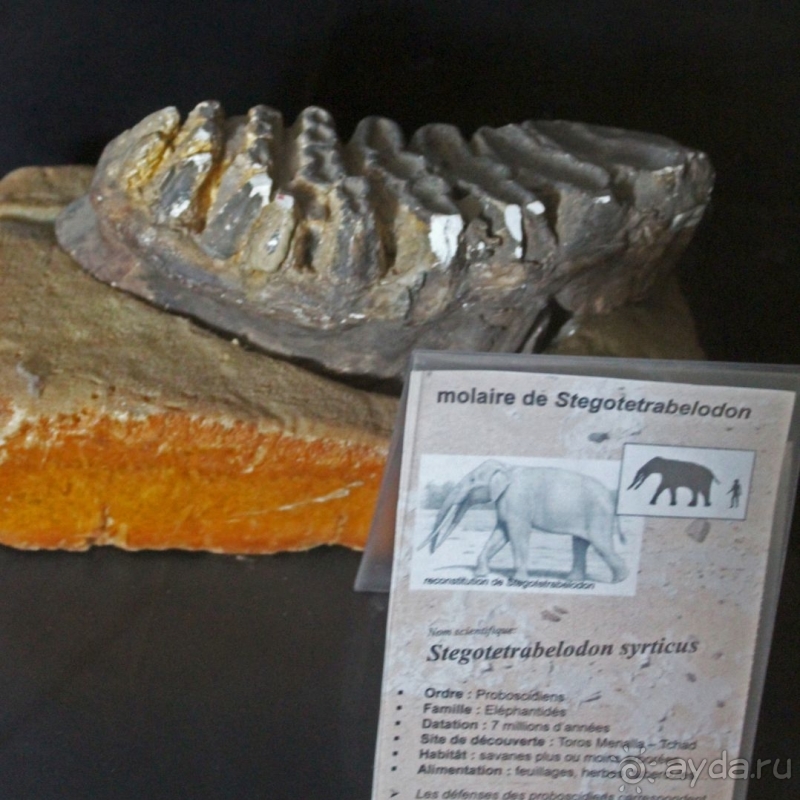 Национальный музей Чада и "тумай" — старейшая самка-гоминоид