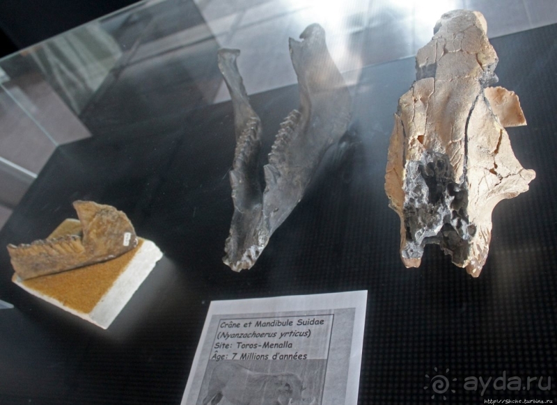 Национальный музей Чада и "тумай" — старейшая самка-гоминоид