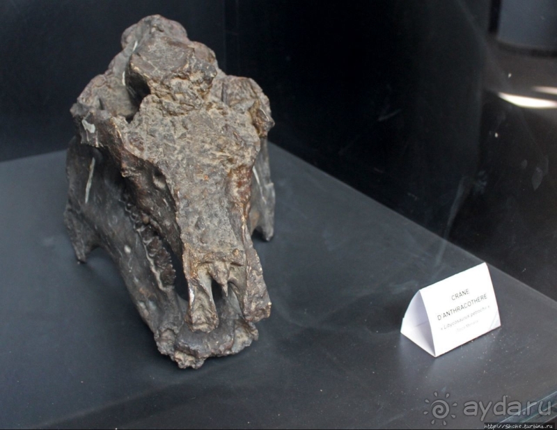 Национальный музей Чада и "тумай" — старейшая самка-гоминоид