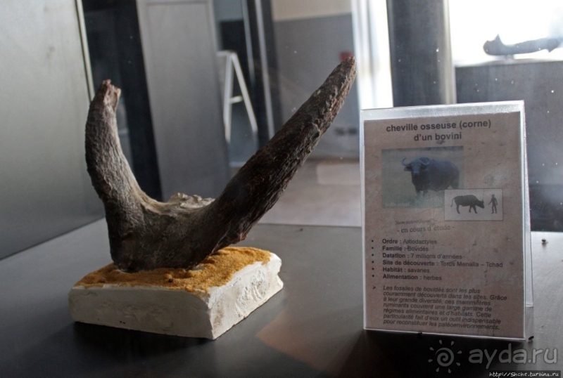 Национальный музей Чада и "тумай" — старейшая самка-гоминоид