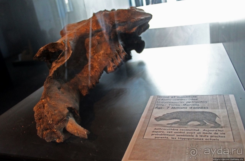 Национальный музей Чада и "тумай" — старейшая самка-гоминоид